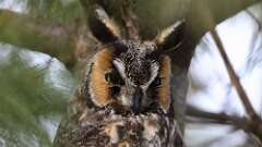 3: Long-eared Owl 0C3_0286