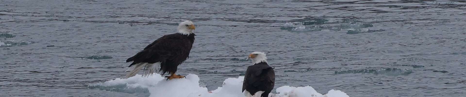 Click to show or hide the buttons