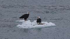 1: eagles on ice 0C3_0154