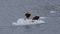2: eagles on ice 0C3_0187