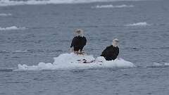 3: eagles on ice 0C3_0244