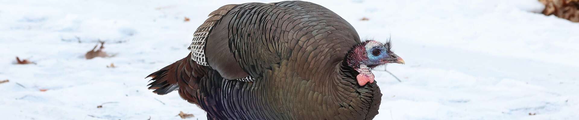 Click to show or hide the buttons