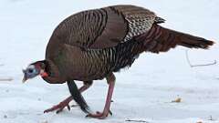 1: Wild Turkey 0C3_0433