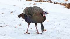 2: Wild Turkey 0C3_0571