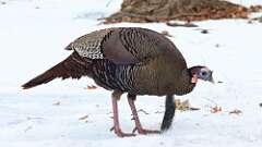 3: Wild Turkey 0C3_0625
