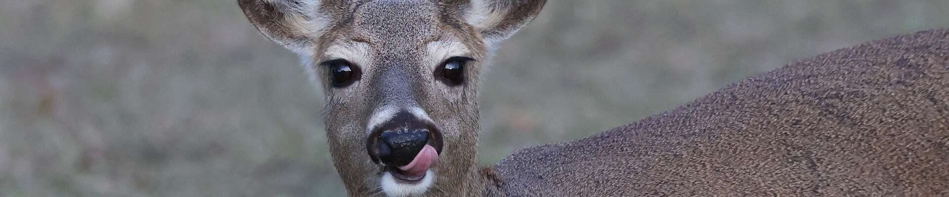 Click to show or hide the buttons