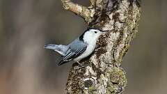 1: White-breasted Nuthatch 0C3_0034