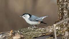 2: White-breasted Nuthatch 0C3_0046