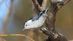 3: White-breasted Nuthatch 0C3_0061