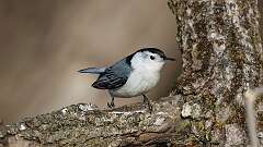 4: White-breasted Nuthatch 0C3_0082