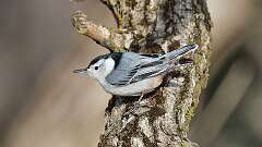 5: White-breasted Nuthatch 0C3_0121