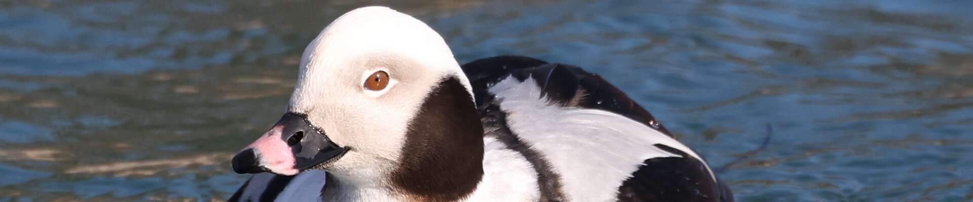 Click to show or hide the buttons