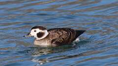 3: Long-tailed Duck 0C3_0553