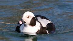 4: Long-tailed Duck 0C3_0726