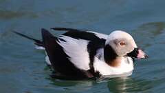 5: Long-tailed Duck 0C3_0743
