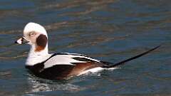 6: Long-tailed Duck 0C3_0767