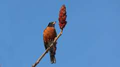 1: american robin 0C3_0301