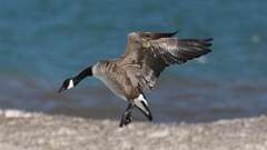 2: canada goose 0C3_0043