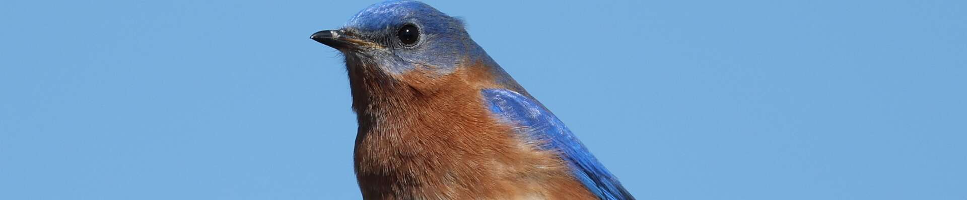 Click to show or hide the buttons