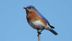 1: Eastern Bluebird 0C3_0074