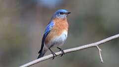 4: Eastern Bluebird 0C3_0143