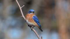 3: Eastern Bluebird 0C3_0318