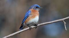 2: Eastern Bluebird 0C3_0373