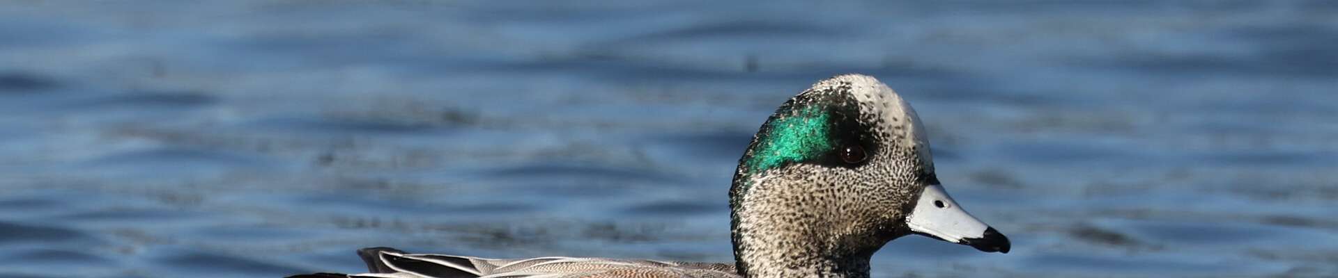 Click to show or hide the buttons