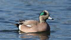 1: American Wigeon 0C3_0172