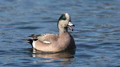2: American Wigeon 0C3_0252