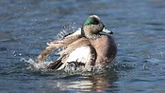 3: American Wigeon 0C3_0301