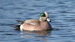 4: American Wigeon 0C3_0390
