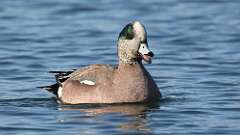 5: American Wigeon 0C3_0402