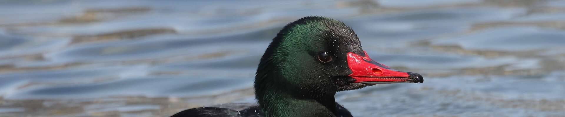 Click to show or hide the buttons