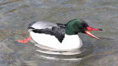 7: Common Merganser 0C3_0397