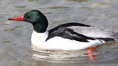 9: Common Merganser 0C3_0505