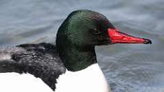 8: Common Merganser 0C3_0511