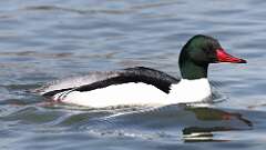 10: Common Merganser 0C3_0532