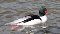 11: Common Merganser 0C3_0655