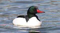 12: Common Merganser 0C3_0708