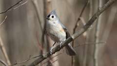 1: Tufted Titmouse 0C3_1107