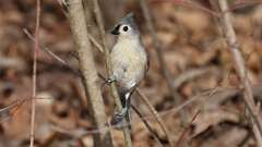 2: Tufted Titmouse 0C3_1155
