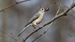 3: Tufted Titmouse 0C3_1194