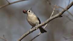4: Tufted Titmouse 0C3_1209