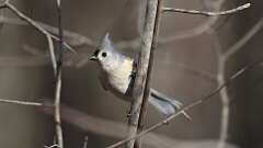 5: Tufted Titmouse 0C3_1276