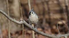 6: Tufted Titmouse 0C3_1350