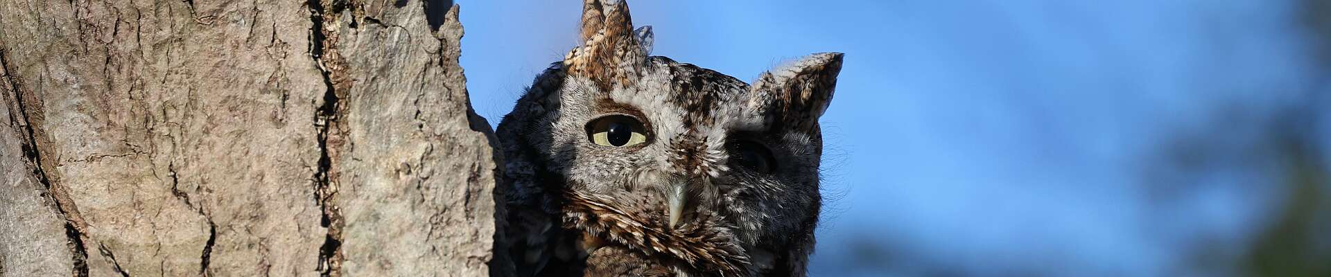 Click to show or hide the buttons