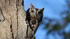 4: Eastern Screech-Owl 0C3_0106