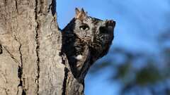 1: Eastern Screech-Owl 0C3_0121