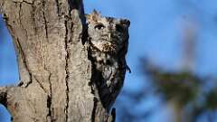 2: Eastern Screech-Owl 0C3_0220